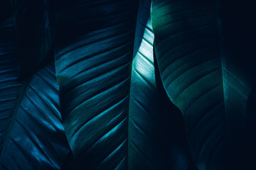 closeup nature view of tropical leaves background, dark nature concept - obrazy, fototapety, plakaty