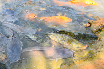 Fish farm floating for breathe on top water in lake near river Asian, Orange golden carp fish...