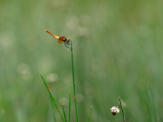 Beautiful yellow dragonfly perched on the grass pistil