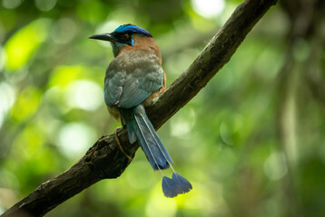 Lesson's Motmot of tropical Costa Rica. The term 