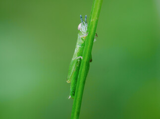 Beautiful grasshopper nimfa perched on the grass