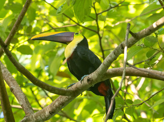 The yellow-throated toucan is a large toucan in the family Ramphastidae found in Central and northern South America.