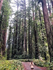 A woman talking through stout grove in Jebediah Smith Redwoods State Park, California.  Surrounded by giant redwoods trees along a beautiful hike in the forest.