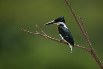 A male Amazon Kingfisher perched along a river in Costa Rica. Large bill and tufted crest with green in the feathers sets it apart from other kingfishers. 