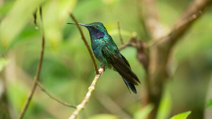 A violetear hummingbird perched in the cloud forest of Costa Rica. 