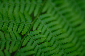 Farn Pflanze Königsfarn Osmunda regalis gewöhnlicher Rispenfarn Königs-Rispenfarn Makro Nahaufnahme wallpaper