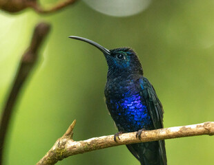 Violet Saberwing hummingbird perched on a branch in Costa Rica in a cloud forest. 