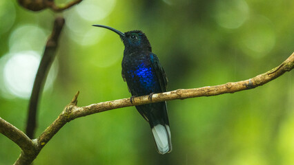 Violet Saberwing hummingbird perched on a branch in Costa Rica in a cloud forest. 