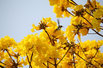 Lapacho Amarillo colibrí © naif