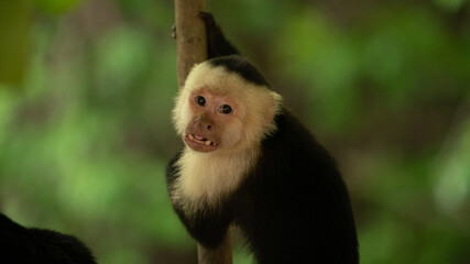 Capuchin monkey with a white face looking at camera in a tree in Costa Rica. 