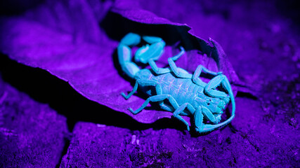 A dangerous scorpion under glows under a black light in the forest of Costa Rica. 
