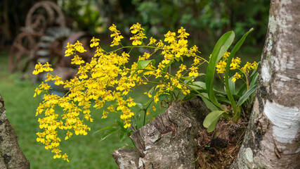 Delicate yellow orchid plant in full bloom in Costa Rica. 