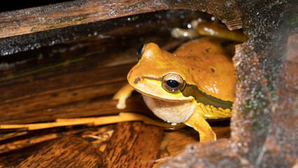 Female frog laying eggs in a watery spot in the jungles of Costa Rica. 