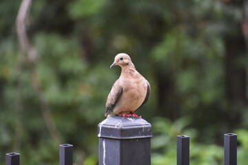 Mourning Dove