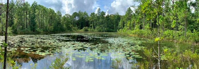 Freshwater lake with lily pads in the middle of a forest