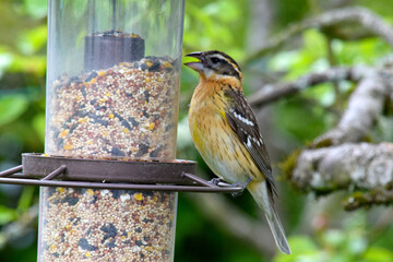 Grosbeak Feeder Squawk
