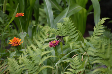 Hummingbird on Flower 