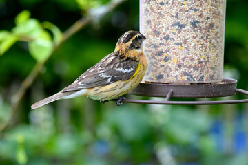 Grosbeak Feeder 13