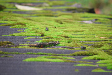 green moss in the nature