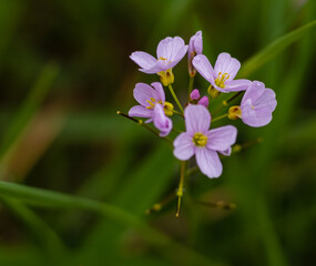 Fototapeta premium Pink flower of Coralroot Bittercress plant, Cardamine bulbifera