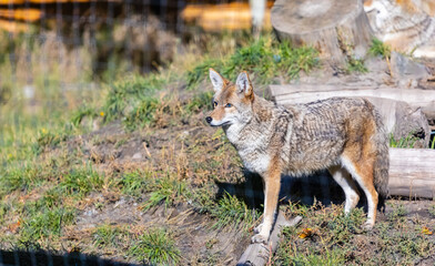 Naklejka na ściany i meble Young coyote portrait on sunny day in natural background