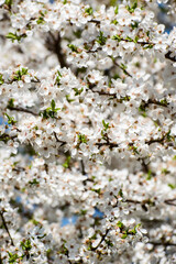 Spring background with plum blossoms. many little white flowers on a branch. - 505595590