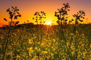 Kwiaty rzepaku na polach w porannym słońcu