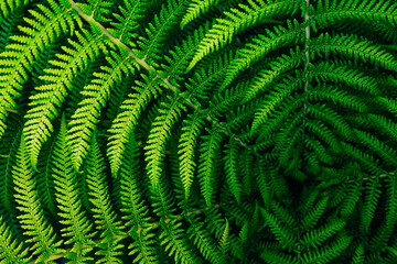 Green fern leaves close up in the garden. Beautiful floral background