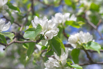 Blooming forest apple tree with white flowers in the park in spring