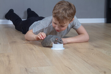 A Caucasian boy feeds and strokes his pet gray rat with food with grains from a bowl on the floor...