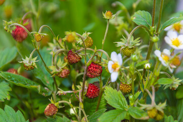 Berries and flowers of wild strawberries, summer.