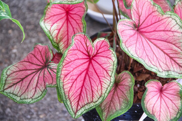 Fresh pink red leaf with green edge or caladium bicolor (araceae)  in  heart shaped patterns in pot top view garden background