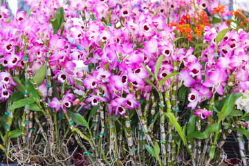 Pink purple dendrobium nobile orchids flowers blooming with green leaf  for sale in market background - obrazy, fototapety, plakaty