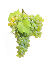 Grapes on a white background