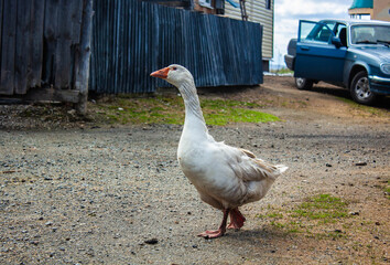 Geese near the Serov tract.
Гуси близ Серовского тракта. 