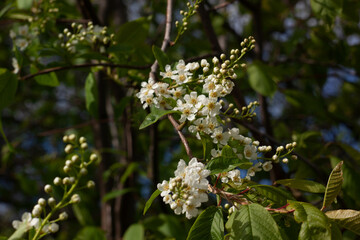 Blooming May bird cherry.
Цветущая майская черемуха. 