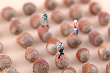 The worker who turned on the hazelnut in miniature