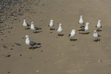 Seagulls gathering on the beach