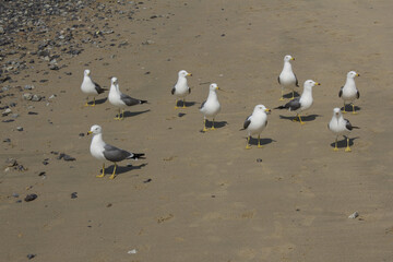 Fototapeta premium Seagulls gathering on the beach