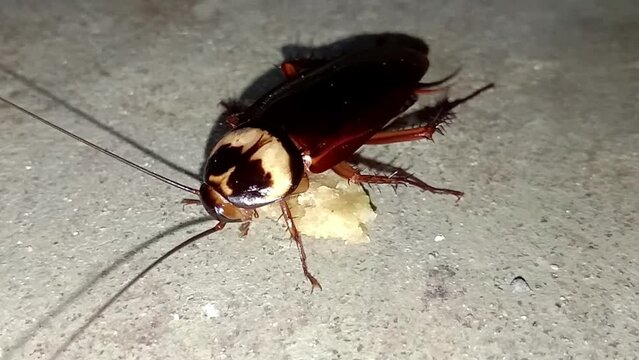 Cockroach eating bread piece closeup.