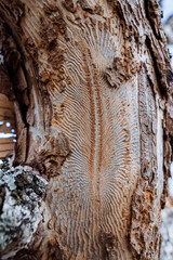 A beautiful pattern on the tree, the bark beetle left traces of its existence, a rotten tree, a dry...