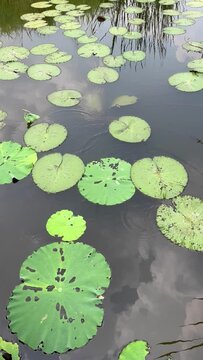 lotus leaves in a pond shot in vertical