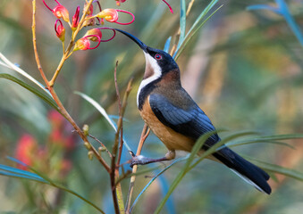 Eastern Spinebill in Grevillea