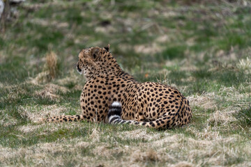 Acinonyx is a genus within the cat family, gepard