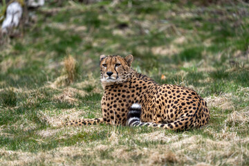Fototapeta na wymiar Acinonyx is a genus within the cat family, gepard
