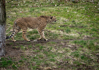 Acinonyx is a genus within the cat family, gepard