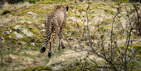 Acinonyx is a genus within the cat family, gepard © Dreamnordno