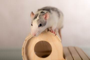 rat on a wooden house