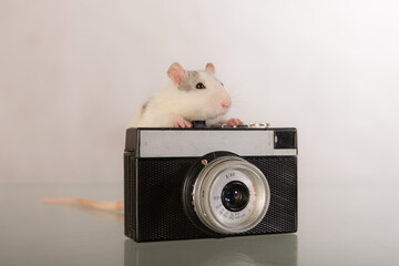 domestic rat with a camera