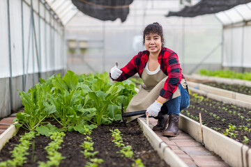 Woman in the vegetable garden. Woman planting seeds and seedlings  in vegetable garden.